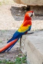 Scarlet macaw Ara macao , national bird of Hinduras, sits at ruin in the archaeological park Copan, Hondur Royalty Free Stock Photo