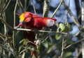 Scarlet Macaw Ara Macao