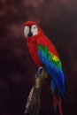 Scarlet Macaw on a red background Royalty Free Stock Photo
