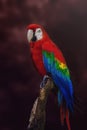 Scarlet Macaw on a red background