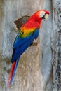 scarlet macaw (Ara macao), red parrot Royalty Free Stock Photo