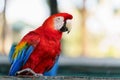 scarlet macaw (Ara macao), red parrot Royalty Free Stock Photo
