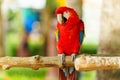 scarlet macaw (Ara macao), red parrot on wood tree branch Royalty Free Stock Photo