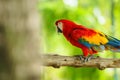 scarlet macaw (Ara macao), red parrot on wood tree branch Royalty Free Stock Photo