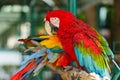 scarlet macaw (Ara macao), red parrot on wood tree branch Royalty Free Stock Photo