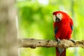 scarlet macaw (Ara macao), red parrot on wood tree branch Royalty Free Stock Photo