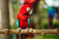 scarlet macaw (Ara macao), red parrot on wood tree branch Royalty Free Stock Photo