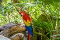 Scarlet macaw Ara macao , red, yellow, and blue parrot sitting on the brach in tropical forest, Playa del Carmen, Riviera Maya, Yu Royalty Free Stock Photo