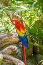 Scarlet macaw Ara macao , red, yellow, and blue parrot sitting on the brach in tropical forest, Playa del Carmen, Riviera Maya, Yu Royalty Free Stock Photo