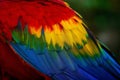 Scarlet Macaw Wing Feathers Royalty Free Stock Photo