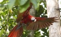 Scarlet Macaw, Ara Macao