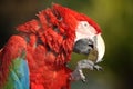 Scarlet Macaw Bird Royalty Free Stock Photo