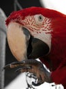 Scarlet macaw bird Royalty Free Stock Photo