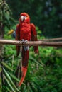 Scarlet Macaw bird Royalty Free Stock Photo