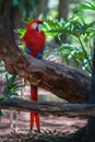 Scarlet Macaw bird Royalty Free Stock Photo