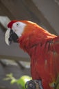 Scarlet Macaw Bird