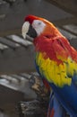 Scarlet Macaw Bird