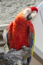 Scarlet Macaw Bird