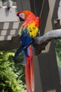 Scarlet Macaw Bird