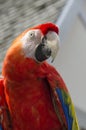 Scarlet Macaw Bird