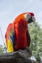 Scarlet Macaw Bird