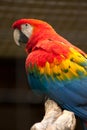 Scarlet macaw Royalty Free Stock Photo