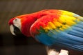 Scarlet macaw