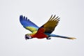 Scarlet macaw bird in flight