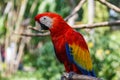Scarlet Macaw in the bird park on Bali Royalty Free Stock Photo