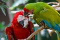 Scarlet Macaw in the bird park on Bali Royalty Free Stock Photo
