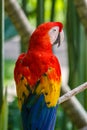 Scarlet Macaw in the bird park on Bali Royalty Free Stock Photo