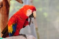 Scarlet Macaw Bird Scratching Royalty Free Stock Photo