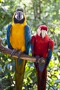 Scarlet-Macaw and Blue-and-yellow-Macaw Royalty Free Stock Photo