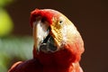 Scarlet Macaw