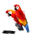 Scarlet Macaw digital art illustration isolated on white. Large red, yellow, and blue South American parrot member group of