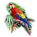 Scarlet Macaw