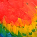 Scarlet Macaw feathers Royalty Free Stock Photo