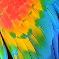 Scarlet Macaw feathers Royalty Free Stock Photo