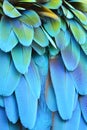Scarlet Macaw feathers Royalty Free Stock Photo