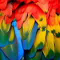 Scarlet Macaw feathers Royalty Free Stock Photo