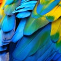 Scarlet Macaw feathers Royalty Free Stock Photo