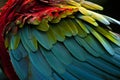 Scarlet Macaw feathers closeup Royalty Free Stock Photo