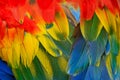 Scarlet Macaw feathers Royalty Free Stock Photo