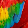 Scarlet Macaw feathers Royalty Free Stock Photo