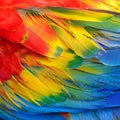 Scarlet Macaw feathers Royalty Free Stock Photo