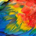 Scarlet Macaw feathers Royalty Free Stock Photo