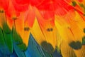 Scarlet Macaw feathers Royalty Free Stock Photo