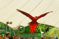 A scarlet macaw flies through a hoop Royalty Free Stock Photo