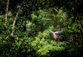 Scarlet Macaw Flying - Copan, Honduras