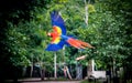 Scarlet Macaw Flying - Copan, Honduras